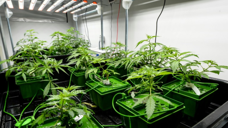 Exp&eacute;rimentation du cannabis m&eacute;dical: le CBD pour soigner des enfants &eacute;pileptiques