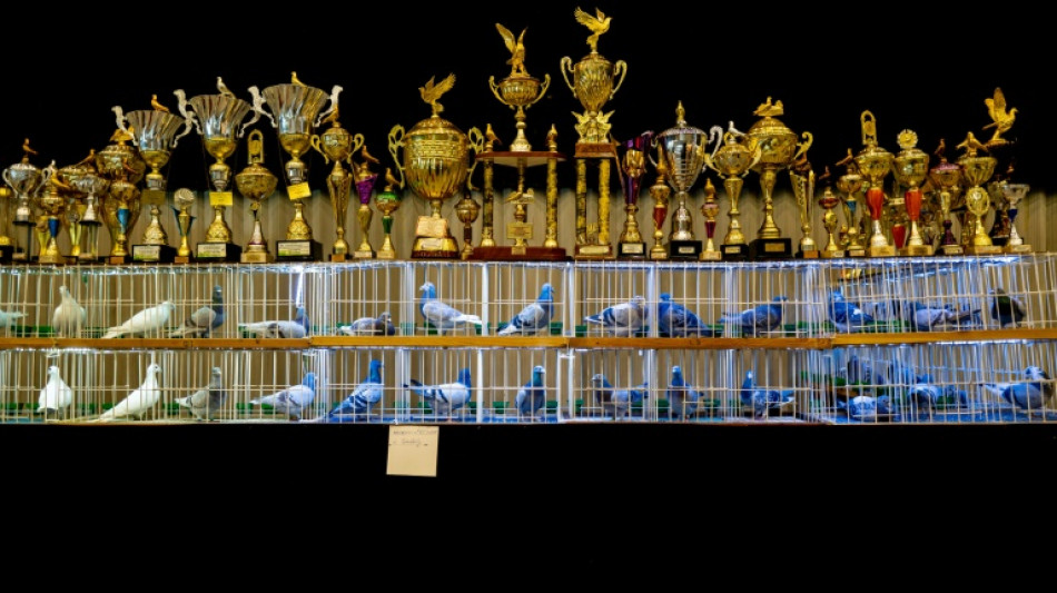 Poland's pigeon fanciers eye moving up the pecking order