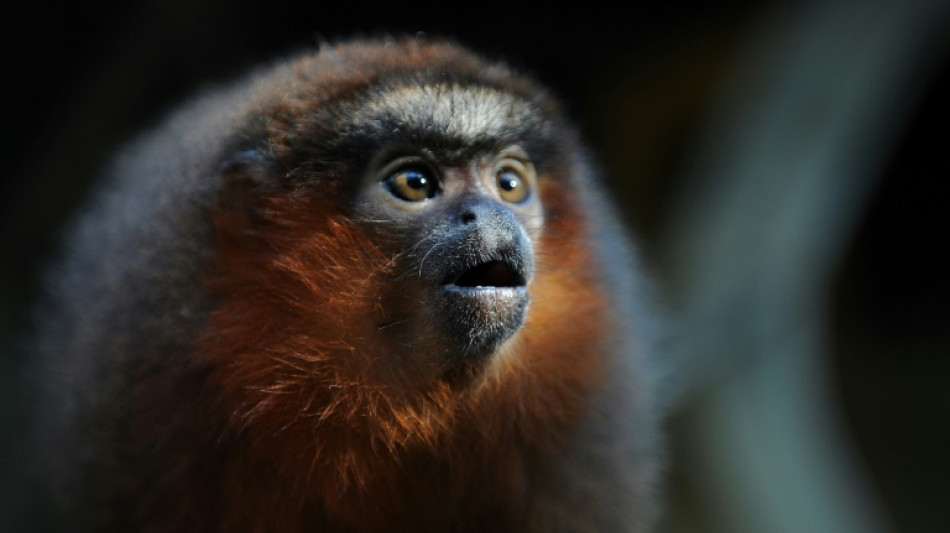 Siete especies de primates de Latinoam&eacute;rica entre las 25 m&aacute;s amenazadas del mundo