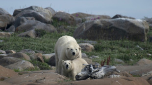 Investigadores en Canad&aacute; observan una rara adopci&oacute;n de un oso polar