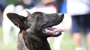 El perro de Alain Delon no ser&aacute; eutanasiado como quer&iacute;a el actor