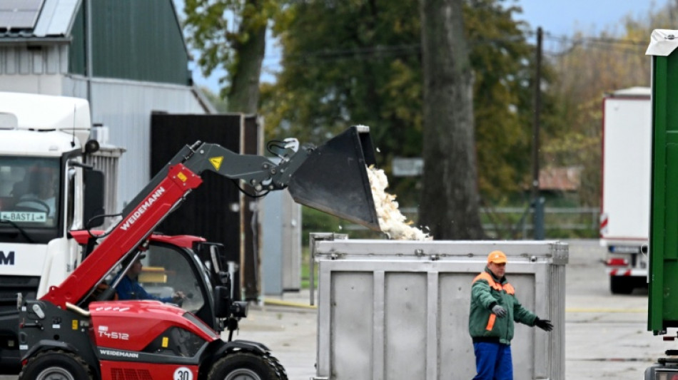 Medio mill&oacute;n de aves de corral sacrificadas en Alemania por gripe aviar