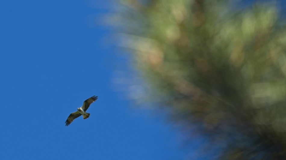 Des mesures pour emp&ecirc;cher la disparition du balbuzard-p&ecirc;cheur en Corse