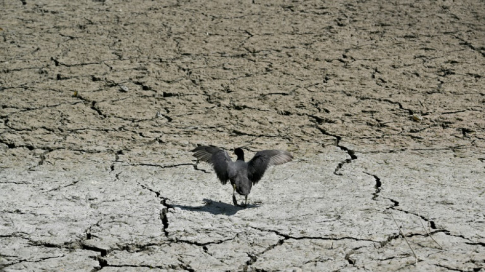 Tensões globais afetam os preparativos da COP30, mas 'o fracasso não é uma opção'