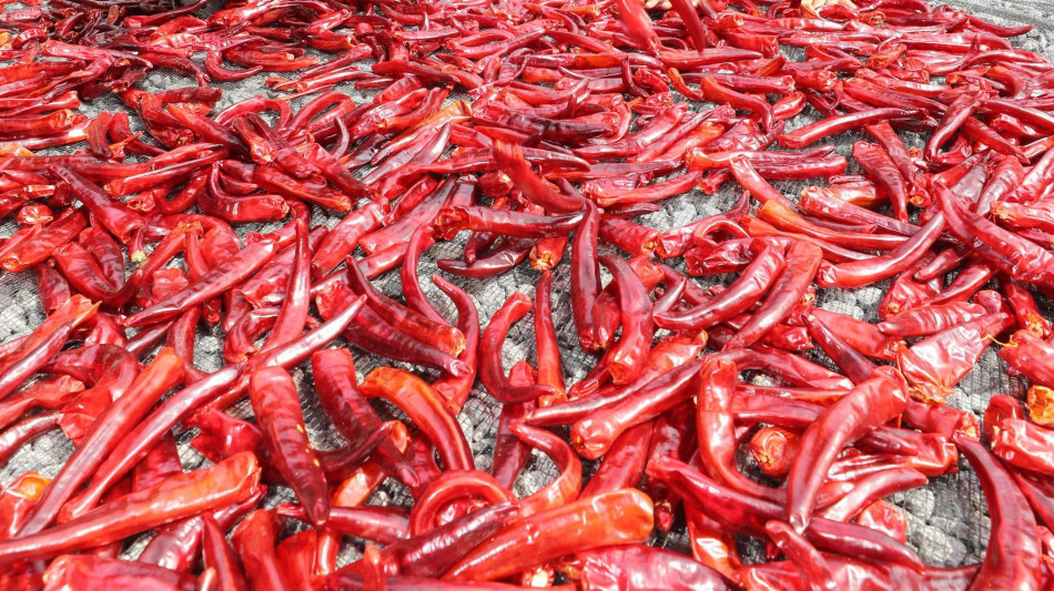 Usa il latte la lingua artificiale che assaggia i cibi piccanti