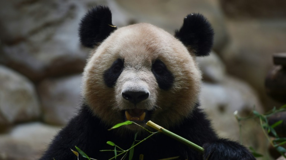 Au revoir Beauval, le premier panda n&eacute; en France transf&eacute;r&eacute; en Chine en juillet