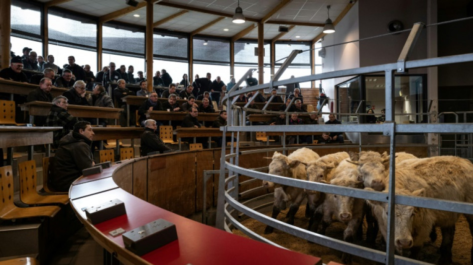 Au march&eacute; aux bovins de Saint-Christophe, les ench&egrave;res montent, les &eacute;leveurs respirent