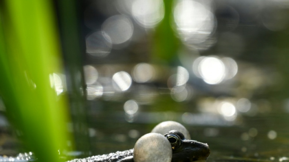 Wie Kanonenfeuer: Quakende Frösche lösen Polizeieinsatz in Rheinland-Pfalz aus