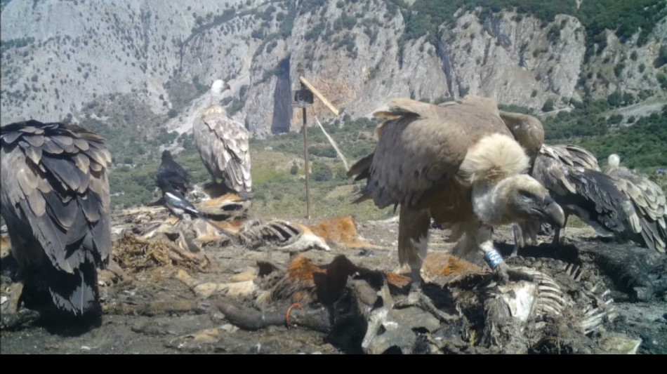 Esemplari di grifoni spagnoli in arrivo al Madonie Unesco Global Geopark