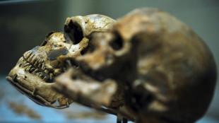 Un crâne d'un million d'années pourrait modifier la chronologie de l'évolution humaine, selon une étude