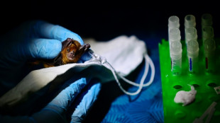 En la selva maya, cient&iacute;ficos rastrean virus que podr&iacute;an desatar nuevas pandemias