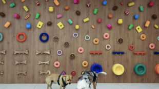 La piscine à balles, "gros succès chez les bulldogs": à Paris, l'émergence de garderies pour chiens 