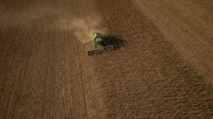 En Ukraine, des fermiers r&eacute;coltent leurs tournesols sans pouvoir les exporter