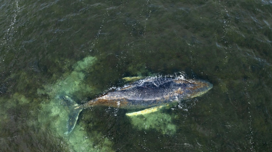 Geschw&auml;chter Buckelwal in Ostsee: Experten gehen von entscheidenden Stunden aus