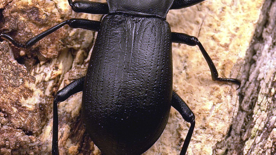 Svelato il segreto degli erbivori pi&ugrave; diversificati del Pianeta