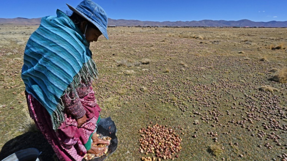 Une &eacute;tude r&eacute;v&egrave;le que la pomme de terre descend de la tomate