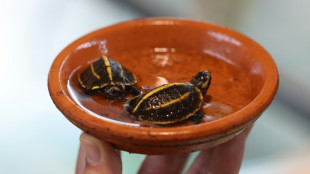 Corse: rare naissance en captivit&eacute; de deux tortues en danger d'extinction