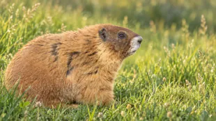 Marmot research gains over $140,000 from meme-coin fees alongside wildlife contest