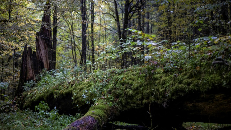 J&auml;ger bei Unfall nahe Karlsruhe von eigener Waffe t&ouml;dlich verletzt