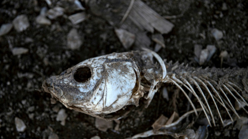 Importante estanque de Chile agoniza tras a&ntilde;os de sequ&iacute;a