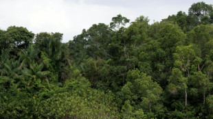 La Amazon&iacute;a, "bajo ataque" creciente del crimen organizado, dice una ONG