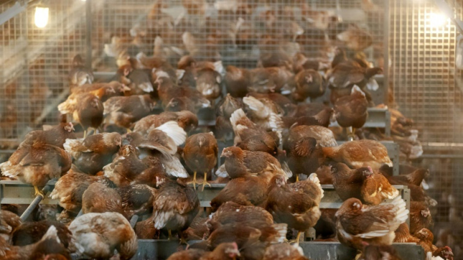 Pa&iacute;ses Bajos sacrifica 300.000 pollos tras un brote de gripe aviar 
