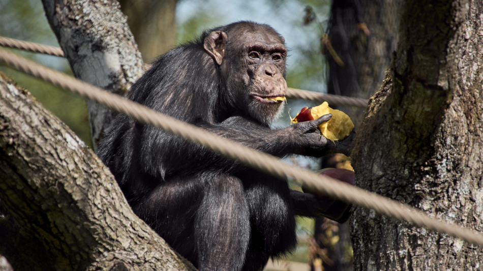 Uomini meno longevi delle donne, la causa &egrave; nell'evoluzione