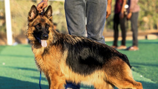 Sch&auml;ferhunde: Genetische Vielfalt durch Krieg und popul&auml;re Deckr&uuml;den geschrumpft