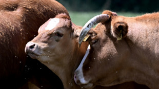 Acht ausgeb&uuml;xte K&uuml;he blockieren in Nordhessen Notaufnahme