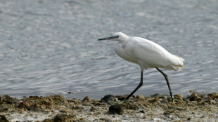 La destrucci&oacute;n de la naturaleza amenaza la estabilidad econ&oacute;mica, seg&uacute;n un informe