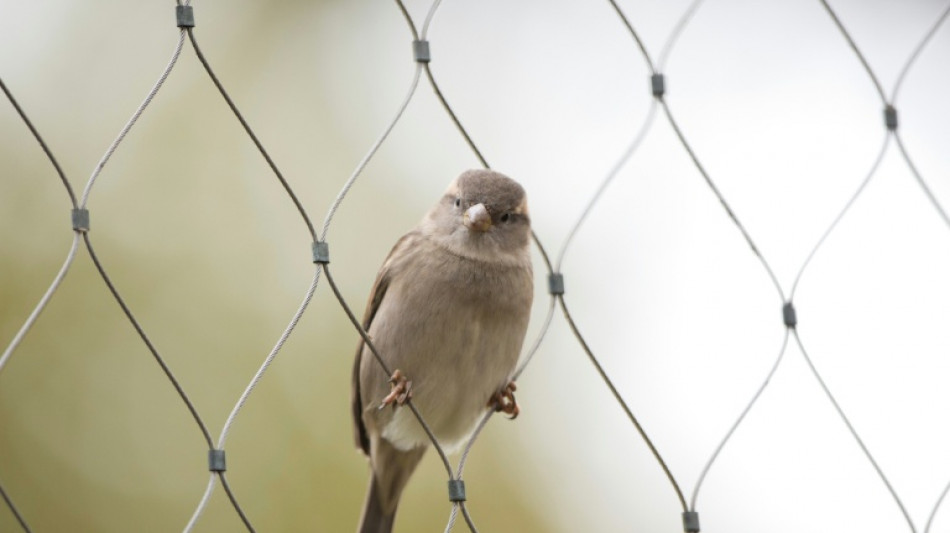 Z&auml;hlung von Natursch&uuml;tzern: Weniger Spatzen in deutschen G&auml;rten
