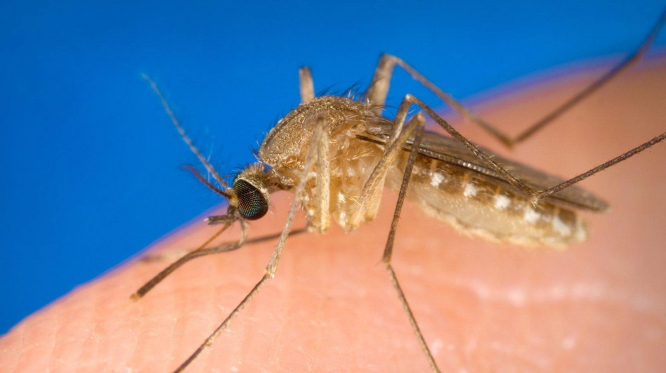 West Nile, in E-R nel 2025 circolazione è più contenuta