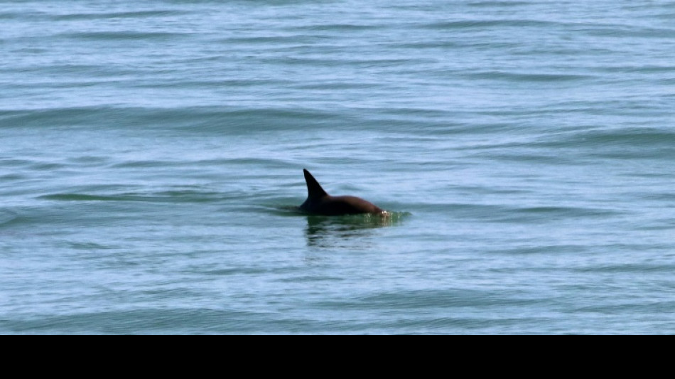 USA wollen Mexiko mittels Handelspolitik zu mehr Schutz f&uuml;r Meeresbewohner dr&auml;ngen