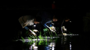 Sembrar arroz de noche, la soluci&oacute;n de los agricultores en Vietnam ante el calor extremo