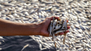 Irak: enqu&ecirc;te sur des grandes quantit&eacute;s de poissons morts dans un marais