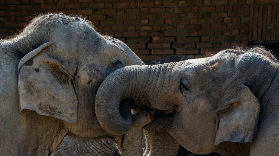 Le secret de la dext&eacute;rit&eacute; des &eacute;l&eacute;phants ? Leurs moustaches