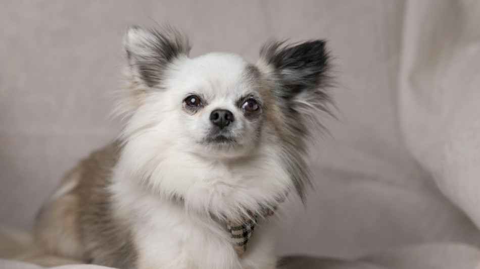 La plupart des chiens ont de l'ADN de loup, même les chihuahuas