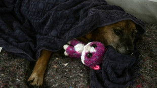 Em meio &agrave; devasta&ccedil;&atilde;o, a luta para salvar animais presos pelas inunda&ccedil;&otilde;es no Rio Grande do Sul