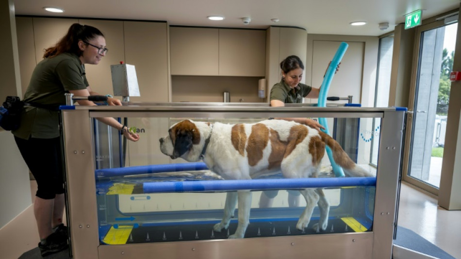 Le royaume suisse des Saint-Bernard se r&eacute;invente