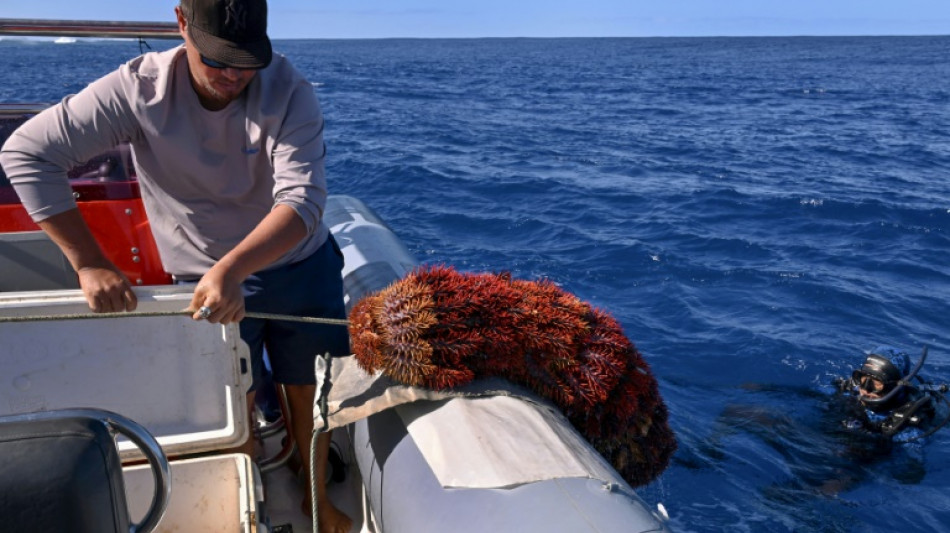Aux îles Cook, la menace des étoiles de mer sur le corail