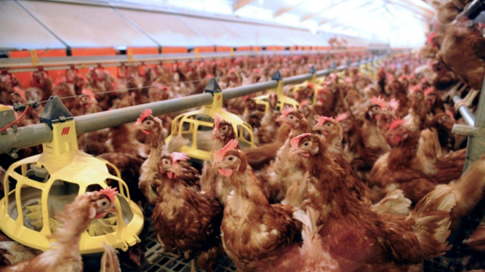 Bien-&ecirc;tre animal: le texte de l'UE reste suspendu &agrave; des &eacute;tudes d'impact (Commission)
