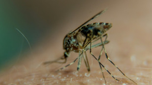 Por que os mosquitos picam mais algumas pessoas do que outras?