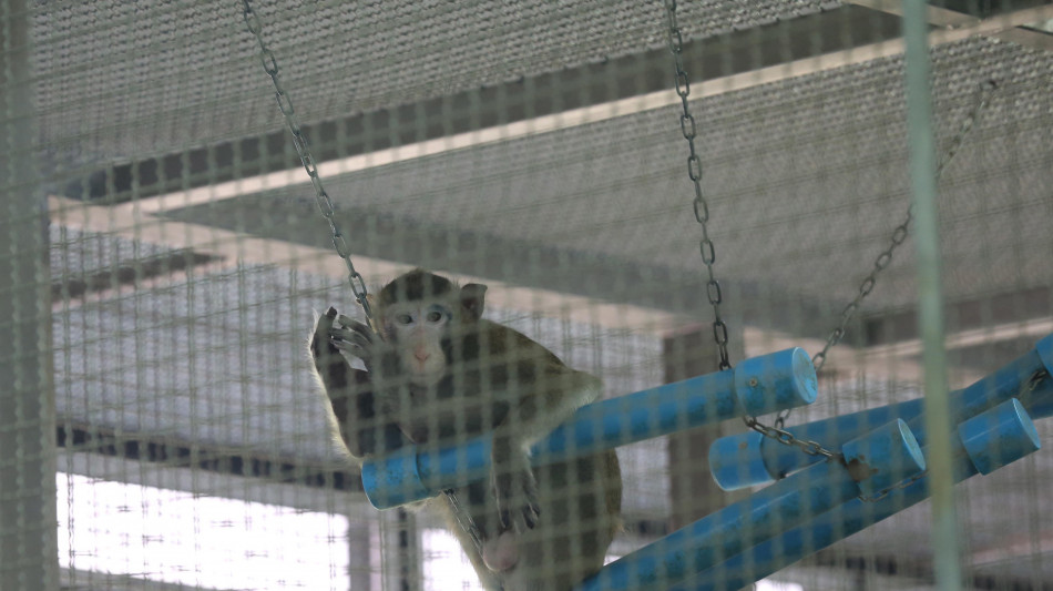 Il teorema della scimmia che scrive Shakespeare &egrave; impossibile