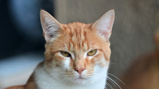 Katze schlägt bei Nachbarn Alarm und rettet Besitzerin so das Leben