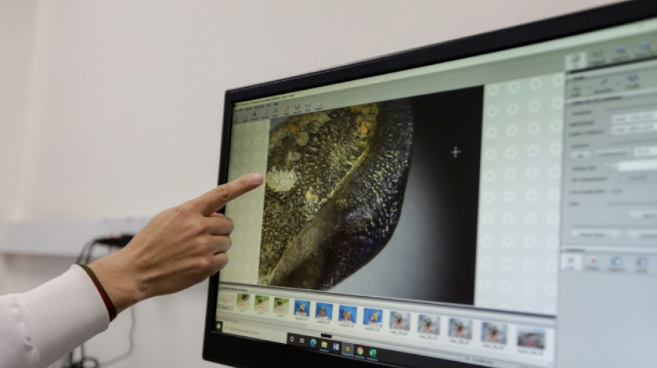 Colombia descubre especie de tibur&oacute;n extinta hace millones de a&ntilde;os