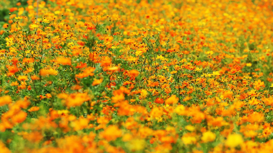 C'&egrave; un circuito genetico che lega i fiori a luce e temperatura