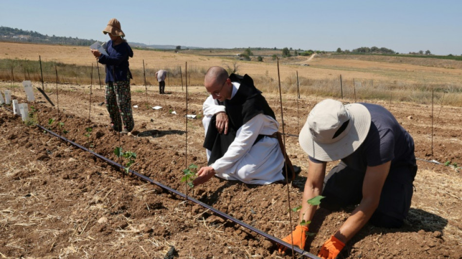 Israël: au monastère de Latroun, des vignes replantées en signe d'"espoir"