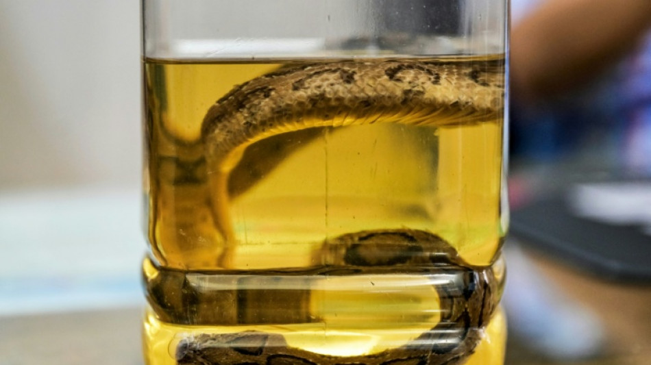 Snakebite surge as Bangladesh hit by record rains