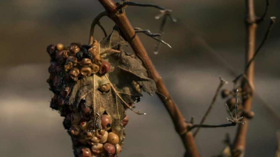 Annie Genevard annonce un fonds d'urgence sur les vignobles de l'Aude sinistr&eacute;s par le feu