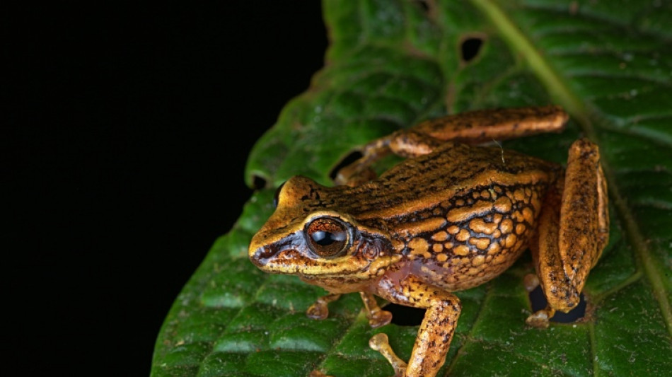 Descubren tres nuevas especies de rana en Perú